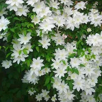 Клематис ТОКИ  Клематис ТОКИ в Липецке