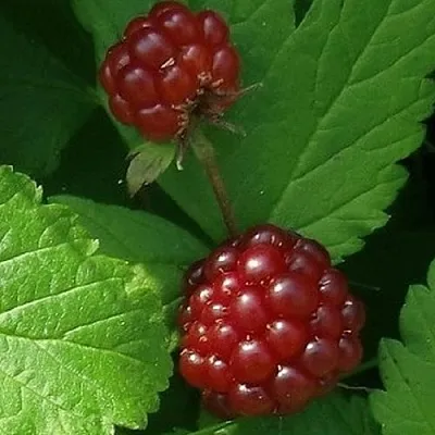 Княженика КЛОН  Княженика КЛОН в Липецке