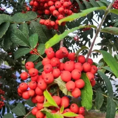 Рябина НЕВЕЖИНСКАЯ сладкоплодная в Липецке