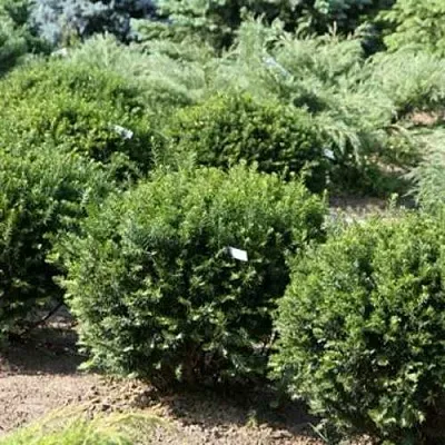 Тис НАНА остроконечный   Тис НАНА остроконечный  в Липецке