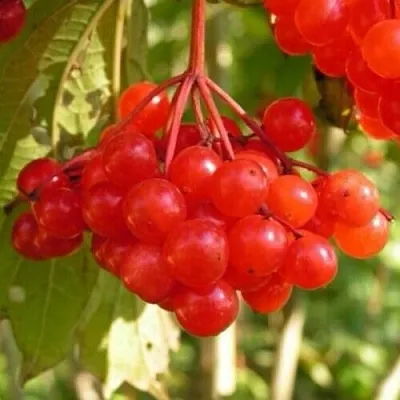 Калина ПАМЯТИ ВАЛЕНТИНЫ  Калина ПАМЯТИ ВАЛЕНТИНЫ в Липецке