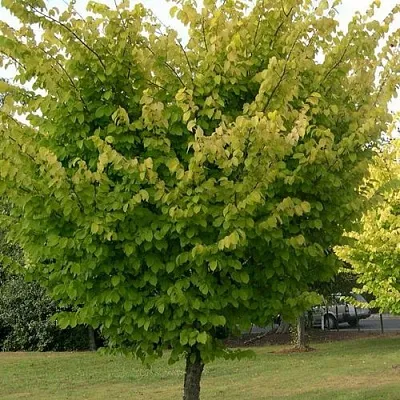 Вяз обыкновенный в Липецке