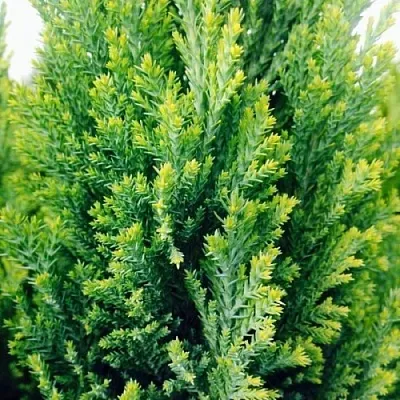 Кипарисовик  Кипарисовик в Липецке