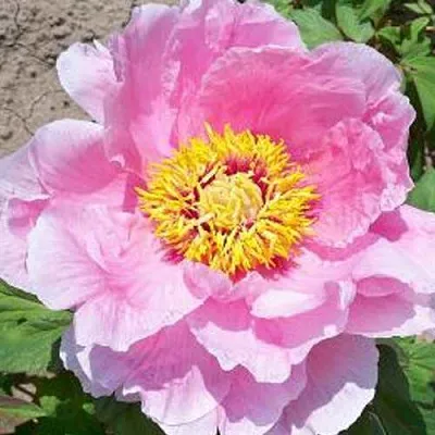 Пион МАРАМАЦУ-ЗАКУРА древовидный  Пион МАРАМАЦУ-ЗАКУРА древовидный в Липецке