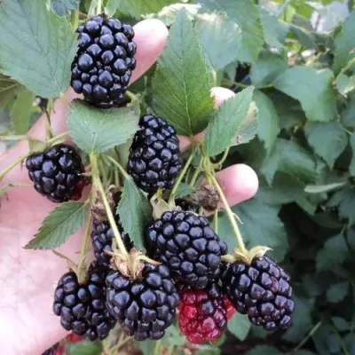 Ежевика ОУАЧИТА бесшипная — описание сорта Ежевика ОУАЧИТА бесшипная в Липецке