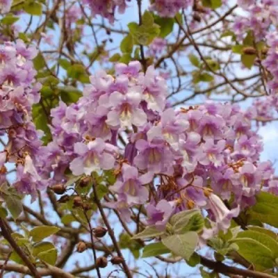 Павлония ПАО ТОГН Z07 в Липецке