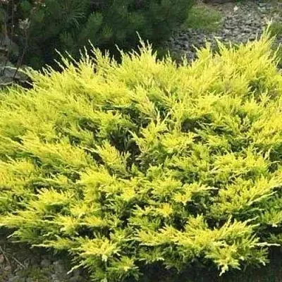 Можжевельник ЛАЙМ ГЛОУ горизонтальный  Можжевельник ЛАЙМ ГЛОУ горизонтальный в Липецке