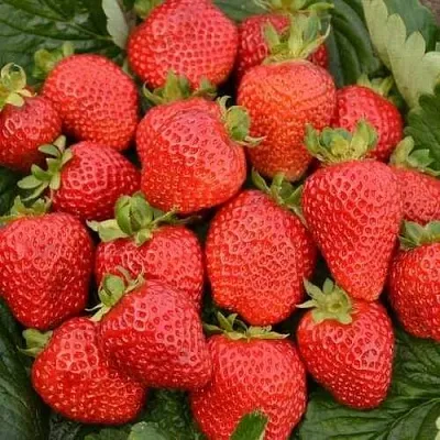 Клубника САН АНДРЕАС ремонтантная в Липецке