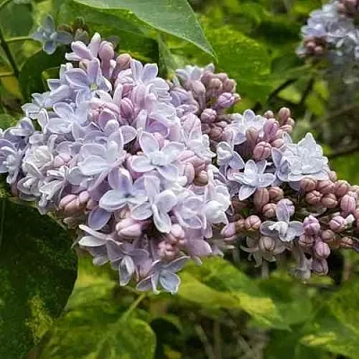 Сирень АУКУБАФОЛИЯ  Сирень АУКУБАФОЛИЯ в Липецке