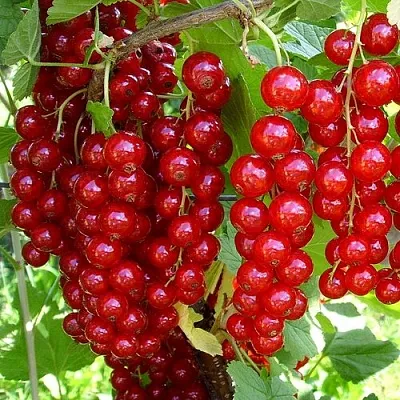 Смородина красная ЙОНКЕР ВАН ТЕТС  Смородина красная ЙОНКЕР ВАН ТЕТС в Липецке