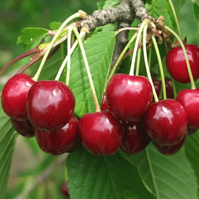 Черешня ГРОНКОВАЯ  Черешня ГРОНКОВАЯ в Липецке