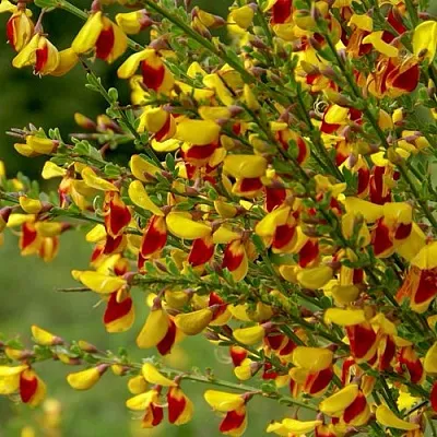 Ракитник  Ракитник в Липецке