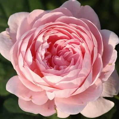 Саженцы роз КУИН ОФ СУИДЕН английская  Саженцы роз КУИН ОФ СУИДЕН английская в Липецке