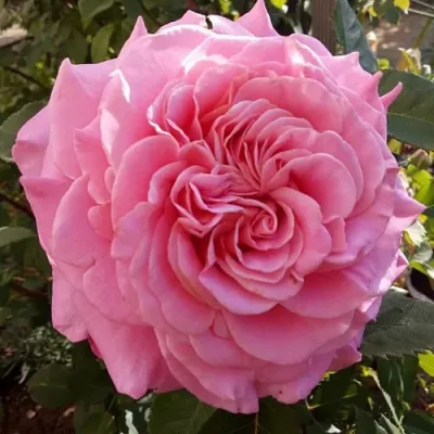 Саженцы роз ЭШЛИ чайно-гибридная — описание сорта Саженцы роз ЭШЛИ чайно-гибридная в Липецке