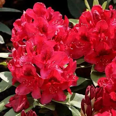 Рододендрон МАТАДОР  Рододендрон МАТАДОР в Липецке