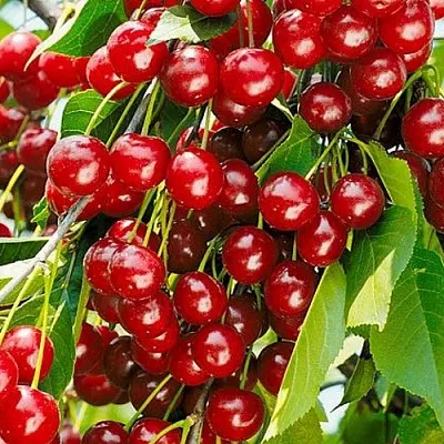 Вишня БРУСНИЦЫНА степная в Липецке