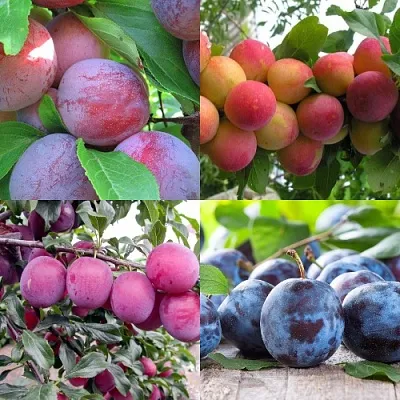 Комплект СЛИВОВЫЙ САД в Липецке