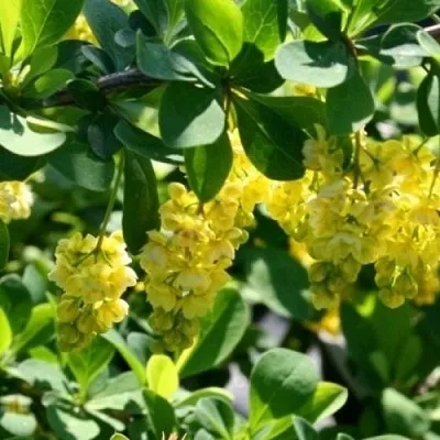 Барбарис ИНДИАН САММЕР   Барбарис ИНДИАН САММЕР  в Липецке