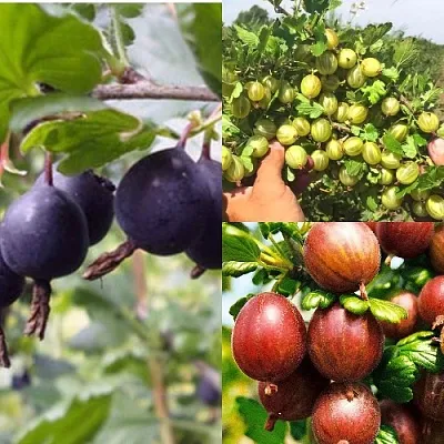 Комплект КРЫЖОВНИК MIX в Липецке