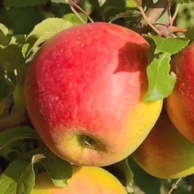 Яблоня САКАВИТА  Яблоня САКАВИТА в Липецке