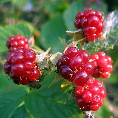 Княженика АСТРА  Княженика АСТРА в Липецке