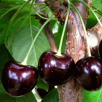 Черешня ДОНЕЦКИЙ УГОЛЁК  Черешня ДОНЕЦКИЙ УГОЛЁК в Липецке