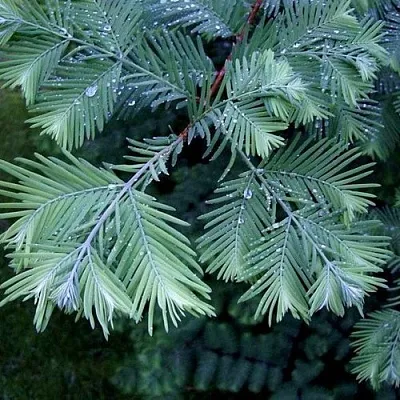 Метасеквойя  Метасеквойя в Липецке