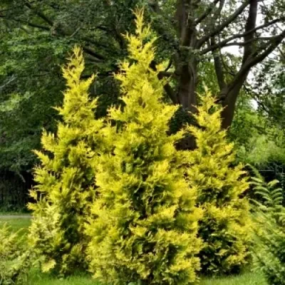 Туя ГОЛДЕН БРАБАНТ западная в Липецке