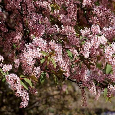 Черемуха  Черемуха в Липецке