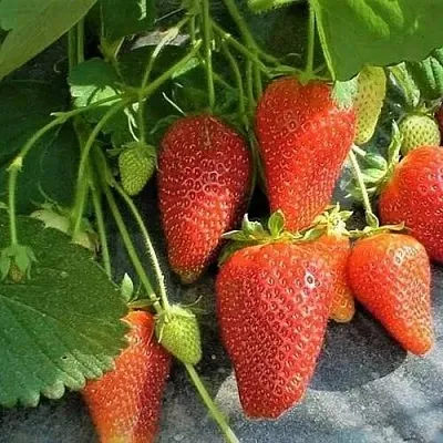 Клубника РОКСАНА в Липецке