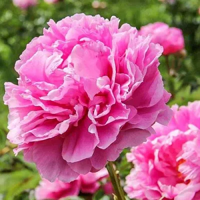 Пион АЛЕКСАНДР ФЛЕМИНГ травянистый  Пион АЛЕКСАНДР ФЛЕМИНГ травянистый в Липецке