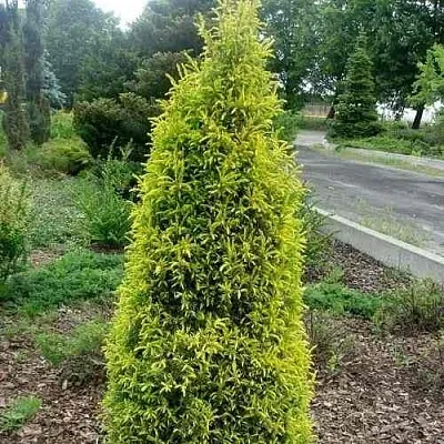 Можжевельник ГОЛД КОН обыкновенный  Можжевельник ГОЛД КОН обыкновенный в Липецке