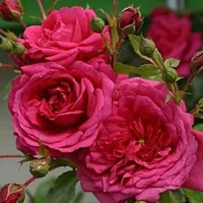 Саженцы роз ЛАГУНА плетистая  Саженцы роз ЛАГУНА плетистая в Липецке