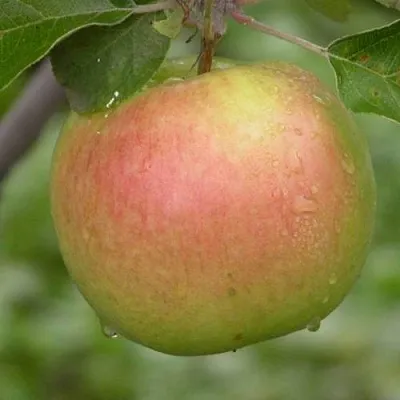 Яблоня БРЯНСКОЕ ЗОЛОТИСТОЕ  Яблоня БРЯНСКОЕ ЗОЛОТИСТОЕ в Липецке