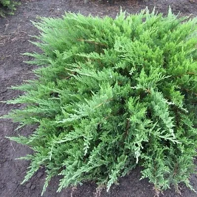 Можжевельник ТАМАРИСЦИФОЛИЯ казацкий  Можжевельник ТАМАРИСЦИФОЛИЯ казацкий в Липецке