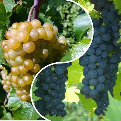 Комплект ИНЬ-ЯНЬ в Липецке