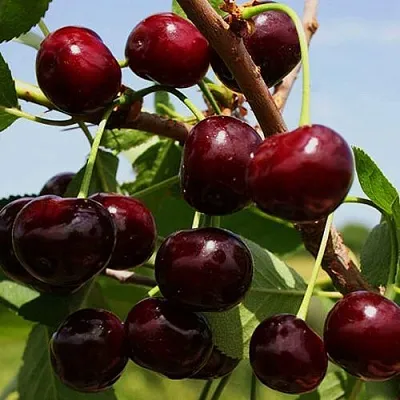 Вишня РОВЕСНИЦА в Липецке