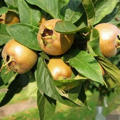 МУШМУЛА  в Липецке