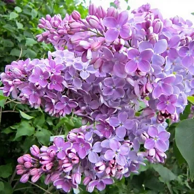 Сирень ОЛЯ  Сирень ОЛЯ в Липецке