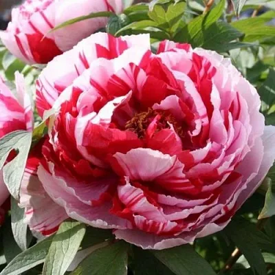 Пион РЕД ВИЗ ПИНК древовидный  Пион РЕД ВИЗ ПИНК древовидный в Липецке