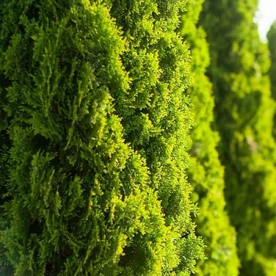 Туя  Туя в Липецке