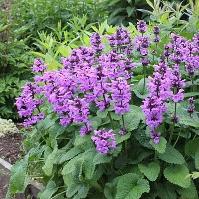 Буквица крупноцветковая  Буквица крупноцветковая в Липецке