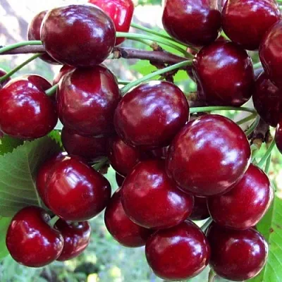 Вишня ЖУКОВСКАЯ  Вишня ЖУКОВСКАЯ в Липецке