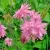 Аквилегия БАРЛОУ ПИНК гибрид МакКаны — описание сорта Аквилегия БАРЛОУ ПИНК гибрид МакКаны в Липецке