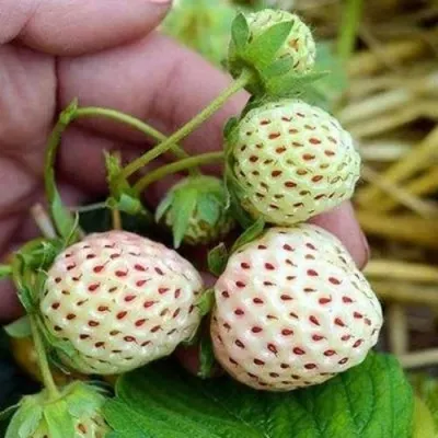 Клубника АНАНАСА ремонтантная в Липецке