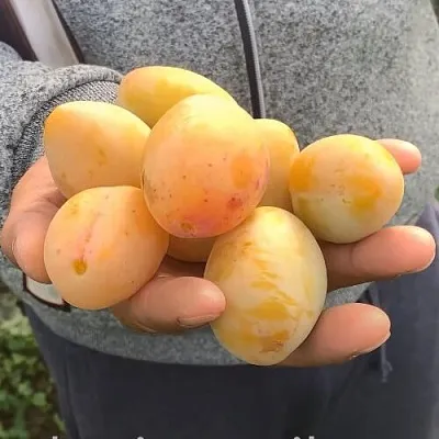 Слива ЯХОНТОВАЯ в Липецке