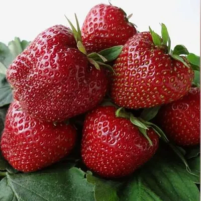 Клубника НАБИЛА в Липецке