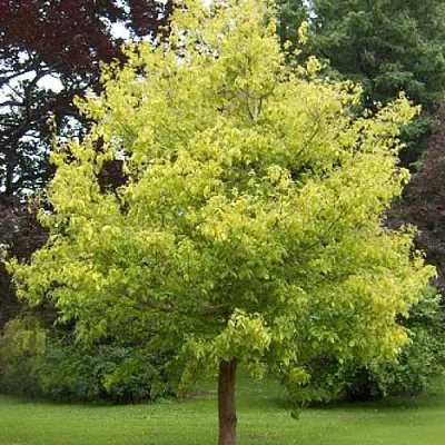 Клен ясенелистный  Клен ясенелистный в Липецке