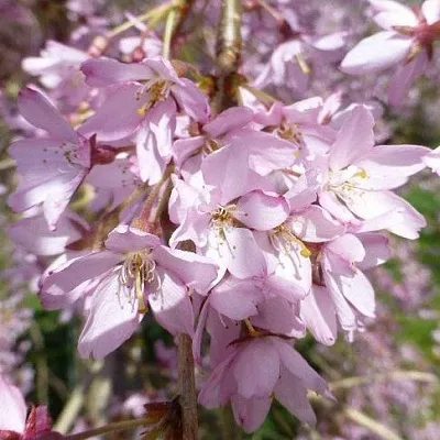 Сакура ПЕНДУЛА РУБРА в Липецке