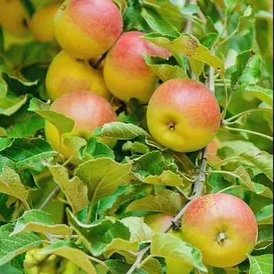 Яблоня ПАМЯТЬ БЛЫНСКОГО колонновидная  Яблоня ПАМЯТЬ БЛЫНСКОГО колонновидная в Липецке